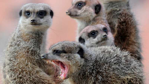 Meerkat matriarch aggressiveness, journal of wildculture