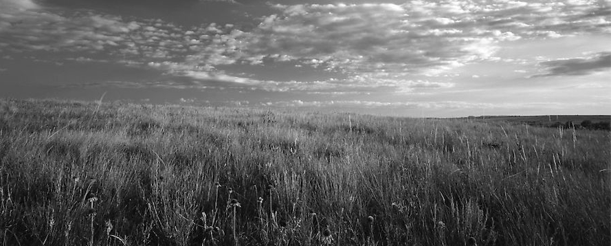 Prairie fields, journal of wild culture ©2021.png