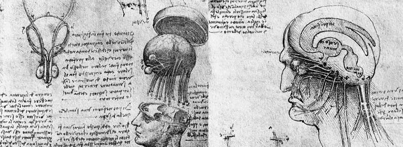 Leonardo d Vinci drawing of the brain, journal of wild culture, ;©2019