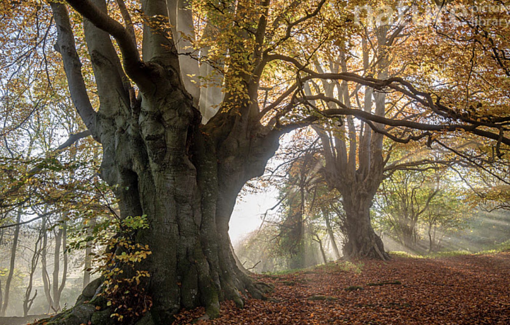 Beech tree, by Nick Turner, journal of wild culture, ©2020