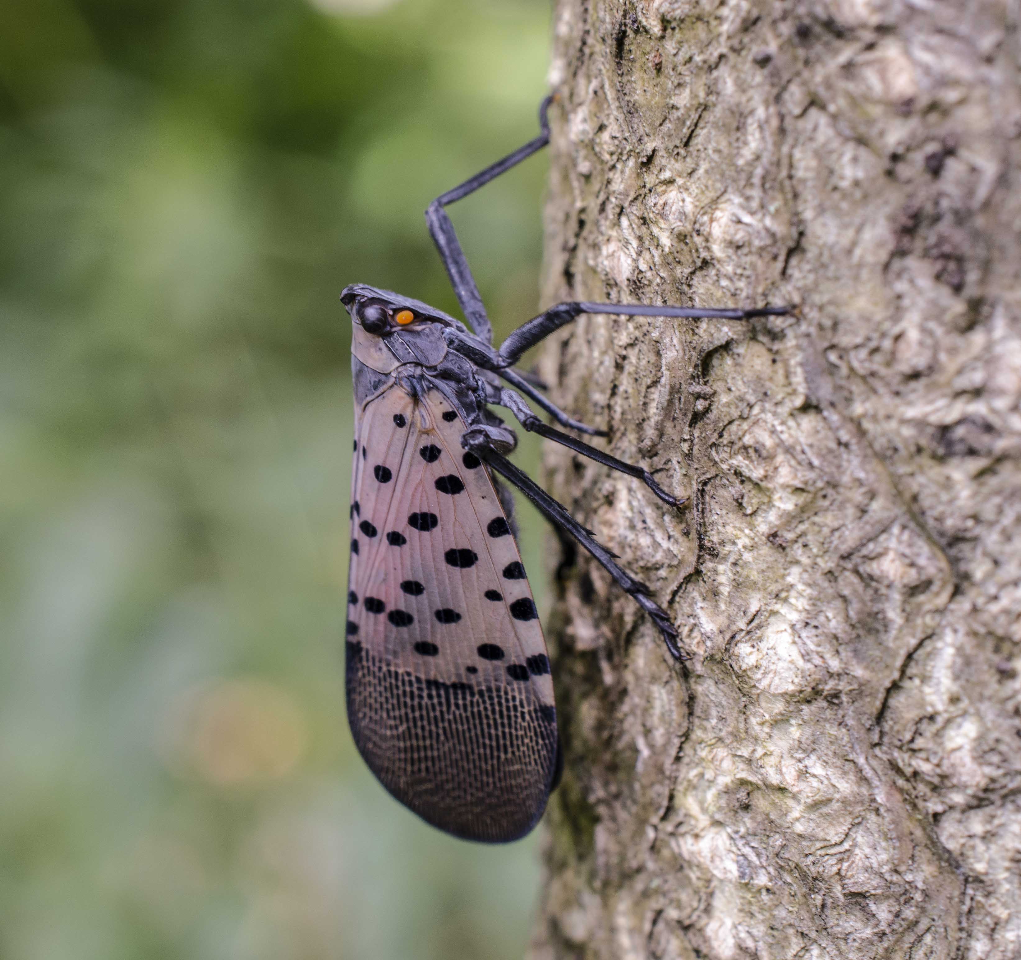 Spotted lanternfly, journal of wild culture, ©051620_1.jpg