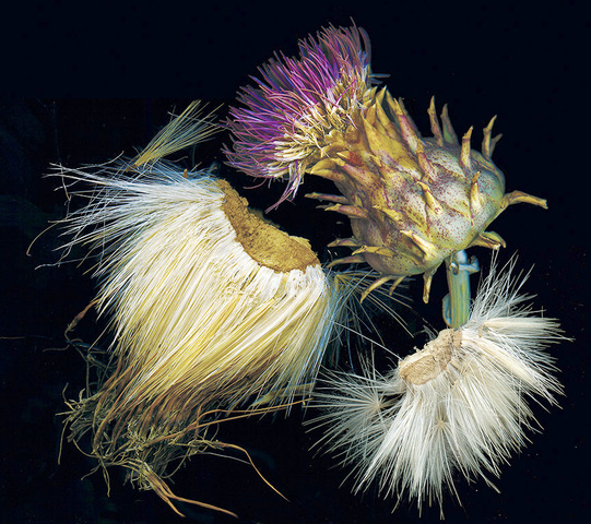 Thistles