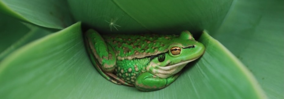 Frog sleeping on leaf_journal of wild culture ©2025