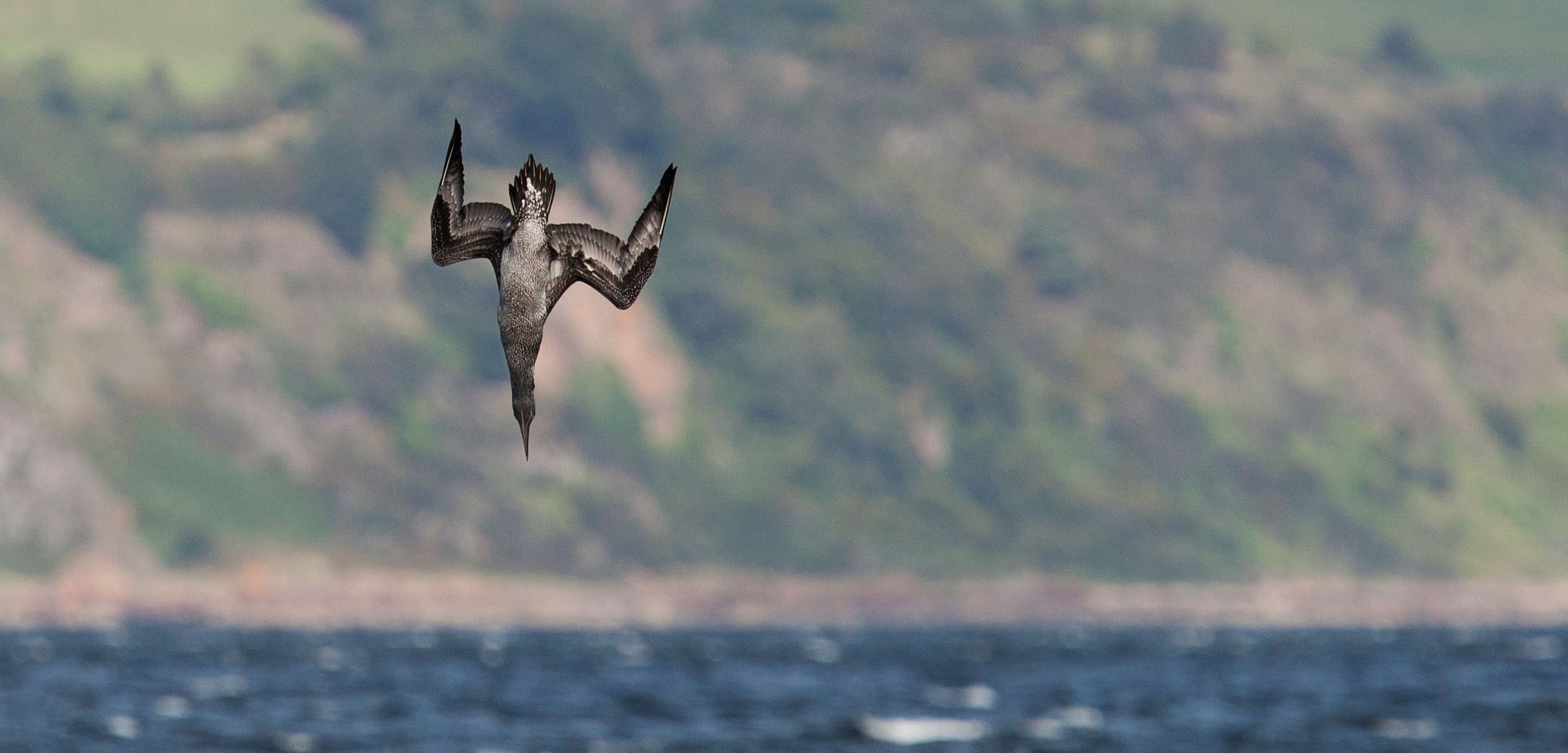 seabird diving, Richard Winn, journal of wild culture ©2021