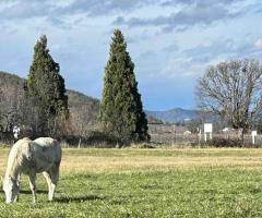 Horses in field