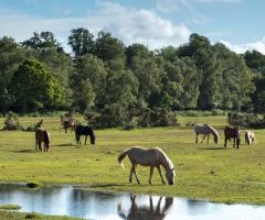  New Forest ponies_journal of wild culture