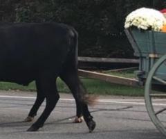 Small town democracy_journal of wild culture ©2026