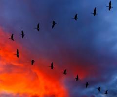 geese in v-formation sunset, journal of wild culture ©2021