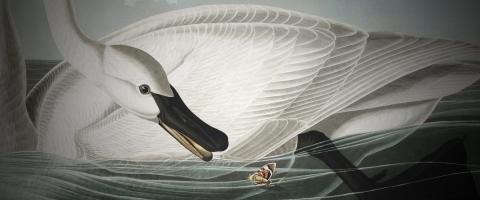Trumpeter Swan, Audubon, journal of wildculture.com