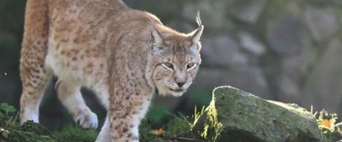  Balkan Lynx -, journal of wild culture ©2022.jpg (128.04 KB)