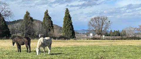 Horses in field