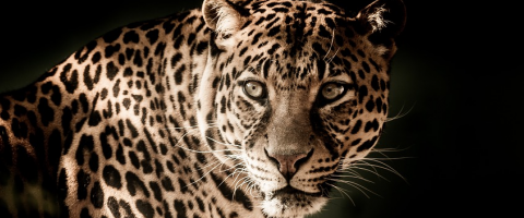 Leopard, journal of wild culture, ©2018