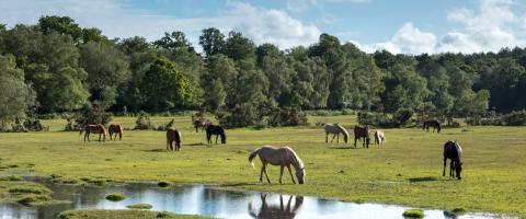  New Forest ponies_journal of wild culture