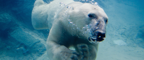Polar bear swimming, Journal of the Wild Culture, ©2016 1231.jpg
