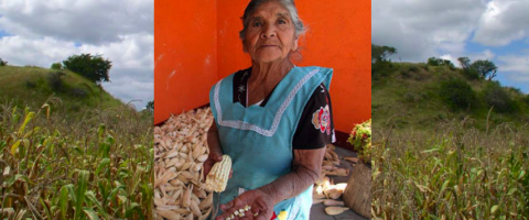 Corn and women in Mexico, journal of wild culture, ©2020