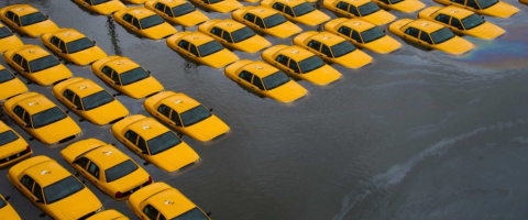 Taxis underwater, Journal of Wild Culture, ©2016