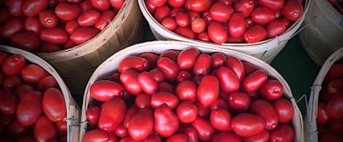 Roma tomato bushels, Wild Culture, Making Tomato Sauce, ©2014 Roma tomato bushels, Wild Culture, Making Tomato Sauce, ©2014