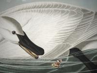 Trumpeter Swan, Audubon, journal of wildculture.com