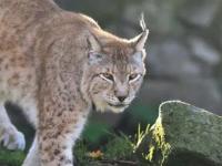  Balkan Lynx -, journal of wild culture ©2022.jpg (128.04 KB)