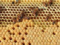  Bee brood, journal of wild culture