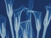 Lilies_Bryan Whitney_journal of wild culture .jpg