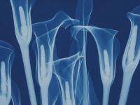 Botanicals in Blue_journal of wild culture ©2024 .jpg