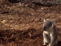 Koala in the clearcut forest