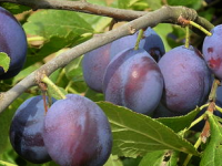 Damsons on branch, Wild Culture, ©2014