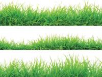 In Search of the Perfect Lawn_journal of wild culture