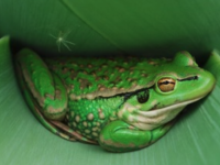  Frog on leaf_journal of wild culture ©2025.png (395.19 KB)