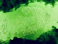 Algae_journal of wild culture