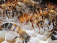 Honey bees
