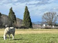 Horses in field