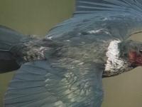 Lewis' Woodpecker_Birds of North America_journal of wild culture