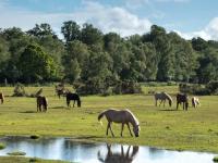  New Forest ponies_journal of wild culture