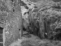 Trees in Wales