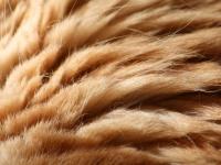Cat fur