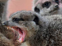 Bitch, Lucy Cooke, meerkats, hjournal of wildculture.com 