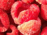  Thimbleberries_journal of wild culture 2023 photo by Julie Gard.jpg (245.86 KB)