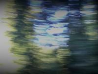 Forest blur
