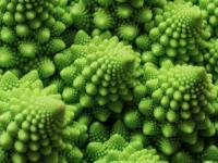 Fractals in nature_journal of wild culture ©2025