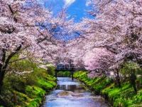  japanese-cherry-blossom-with-mt-fuji-at-omiya, journal of wild culture ©2022
