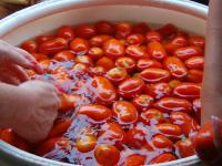  making tomato sauce, journal of wild culture
