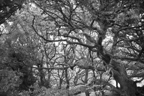 The Many branches of Trees